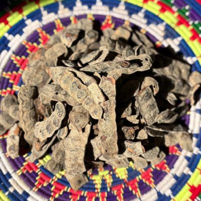 NEP NEP (Acacia nilotica)