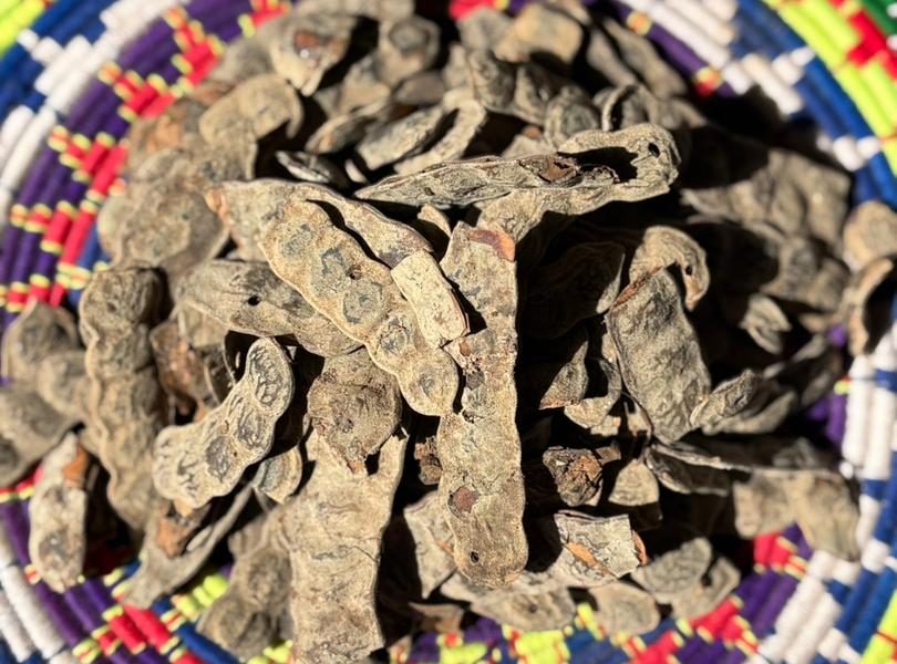 NEP NEP (Acacia nilotica)